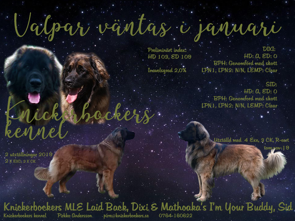 Sid&Dixi - valpar i Januari! Sid&Dixi-2019